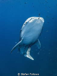 Seraph

Whale Shark - Rhincodon typus

Sail Rock, Tha... by Stefan Follows 